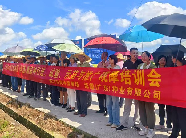 海露种业公司协办廉江市2025水稻新品种观摩培训会