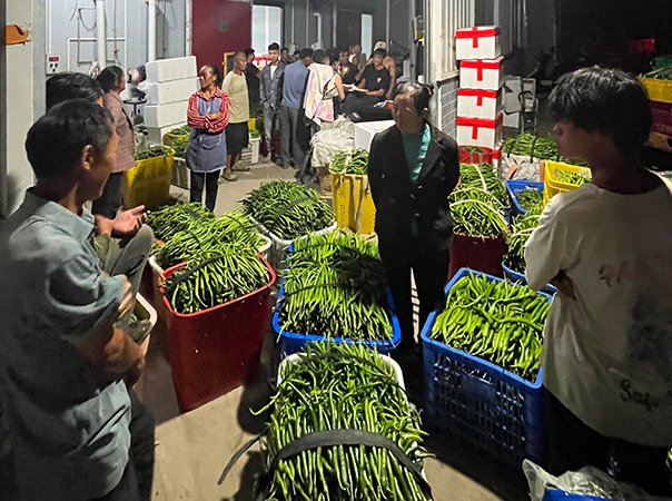 打造辣椒单品优势，深化对口帮扶协作
